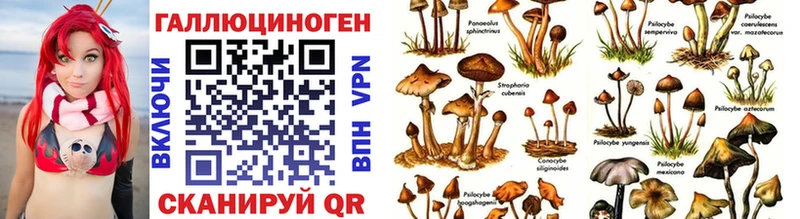 наркота  блэк спрут сайт  Галлюциногенные грибы Psilocybe  Ессентуки 