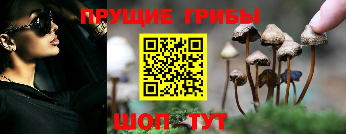 Псилоцибиновые грибы Cubensis Ессентуки